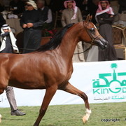Al Khalediah Arabian Horse Festival Day 2