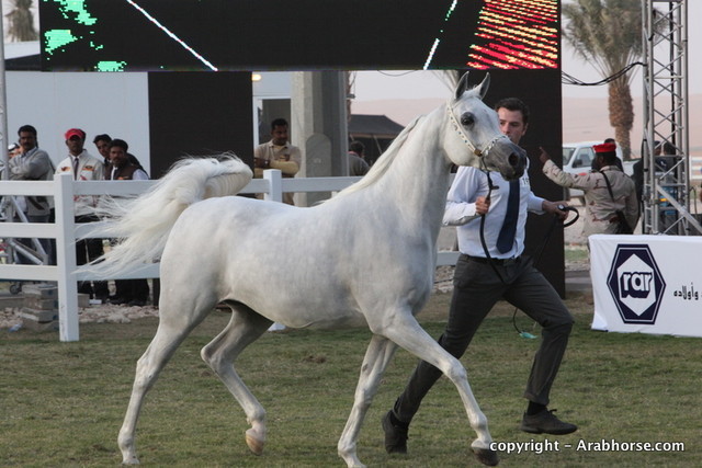 Al Khalediah Arabian Horse Festival Day 2