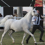 Al Khalediah Arabian Horse Festival Day 2