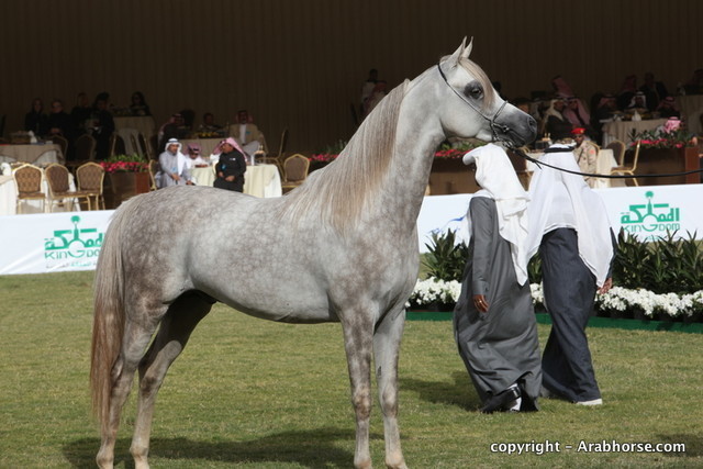 Al Khalediah Arabian Horse Festival Day 2