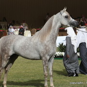Al Khalediah Arabian Horse Festival Day 2