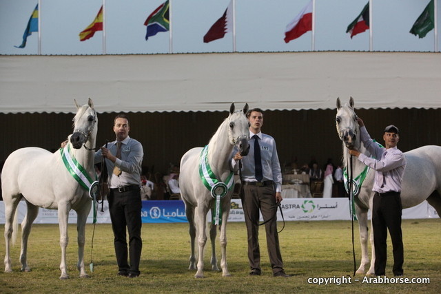 Al Khalediah Arabian Horse Festival Day 2