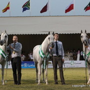 Al Khalediah Arabian Horse Festival Day 2