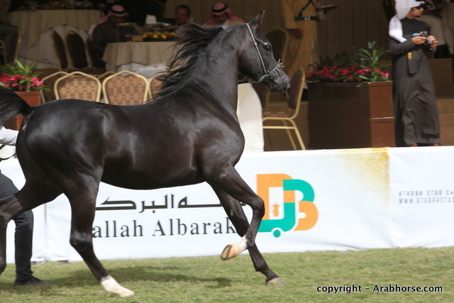 Al Khalediah Arabian Horse Festival Day 2