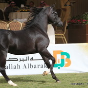 Al Khalediah Arabian Horse Festival Day 2
