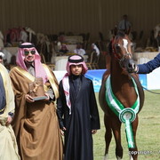Al Khalediah Arabian Horse Festival Day 2