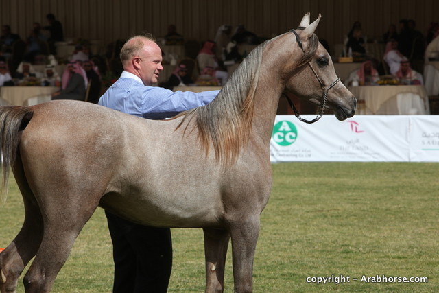 Al Khalediah Arabian Horse Festival Day 2