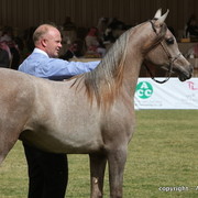 Al Khalediah Arabian Horse Festival Day 2