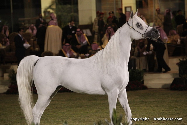 Al Khalediah Arabian Horse Festival Day 2
