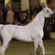Al Khalediah Arabian Horse Festival Day 2