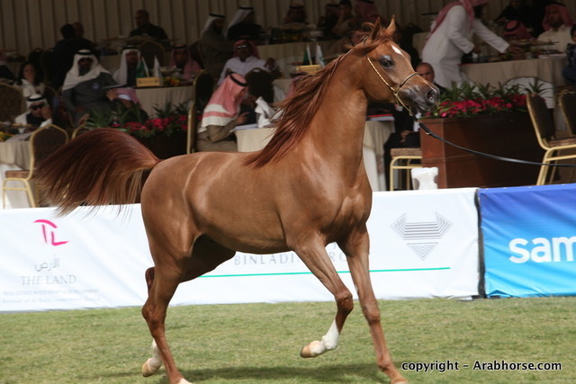 Al Khalediah Arabian Horse Festival Day 2