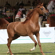 Al Khalediah Arabian Horse Festival Day 2