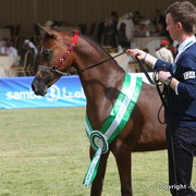 Al Khalediah Arabian Horse Festival Day 2