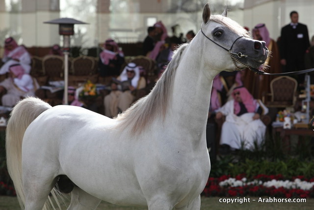 Al Khalediah Arabian Horse Festival Day 2