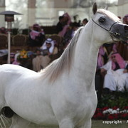 Al Khalediah Arabian Horse Festival Day 2