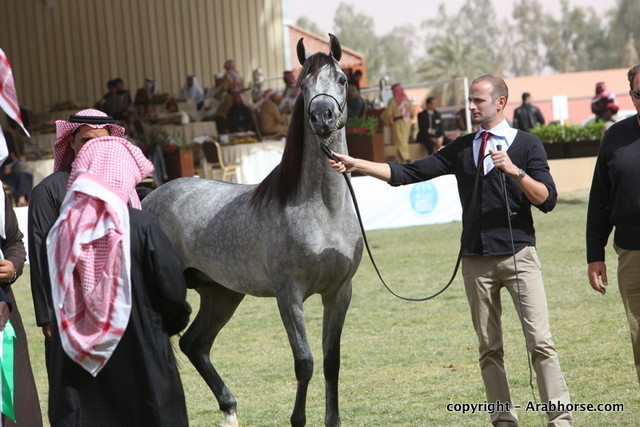 Al Khalediah Arabian Horse Festival Day 2