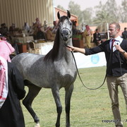 Al Khalediah Arabian Horse Festival Day 2