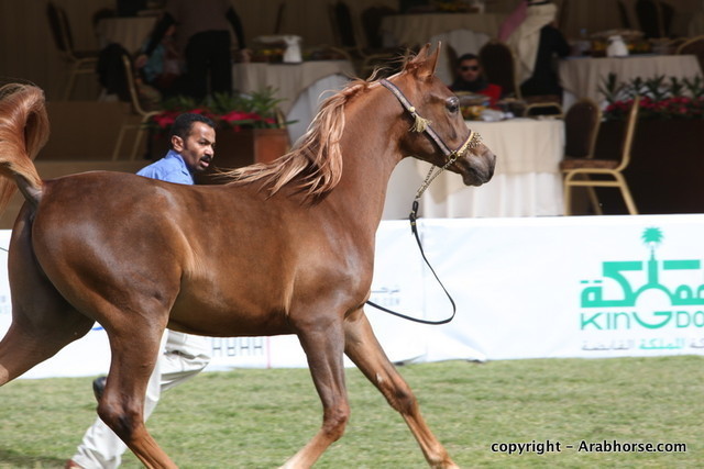 Al Khalediah Arabian Horse Festival Day 2