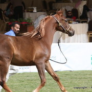 Al Khalediah Arabian Horse Festival Day 2