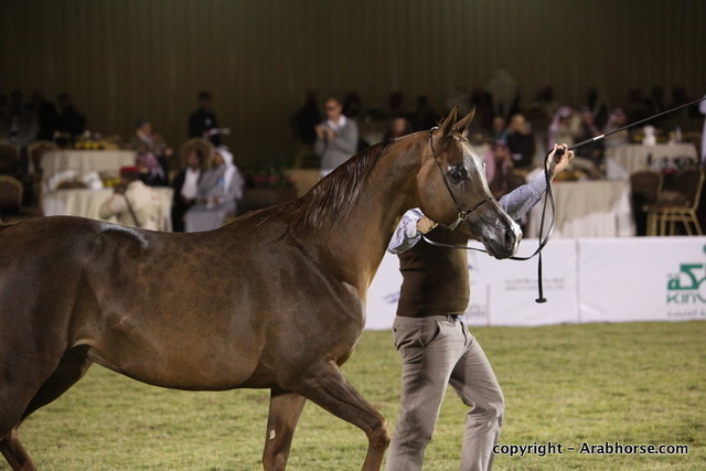 Al Khalediah Arabian Horse Festival Day 2