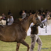 Al Khalediah Arabian Horse Festival Day 2