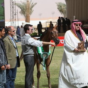 Al Khalediah Arabian Horse Festival Day 2