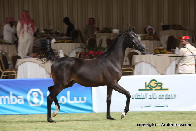Al Khalediah Arabian Horse Festival Day 2