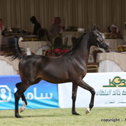 Al Khalediah Arabian Horse Festival Day 2