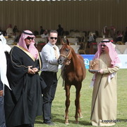 Al Khalediah Arabian Horse Festival Day 2