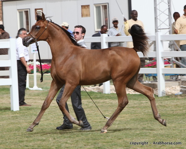 Al Khalediah Arabian Horse Festival Day 2