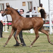 Al Khalediah Arabian Horse Festival Day 2