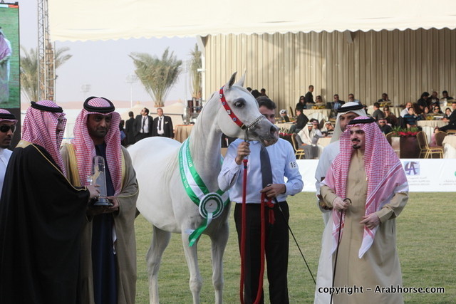 Al Khalediah Arabian Horse Festival Day 2