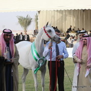Al Khalediah Arabian Horse Festival Day 2