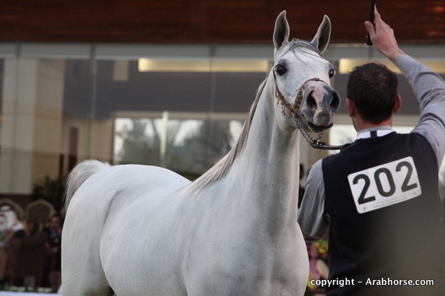 Al Khalediah Arabian Horse Festival Day 2