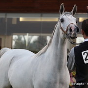 Al Khalediah Arabian Horse Festival Day 2