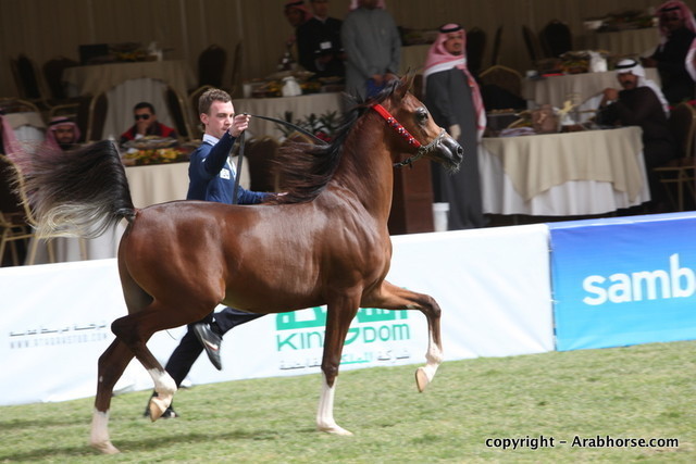 Al Khalediah Arabian Horse Festival Day 2