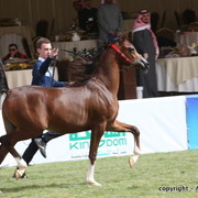 Al Khalediah Arabian Horse Festival Day 2