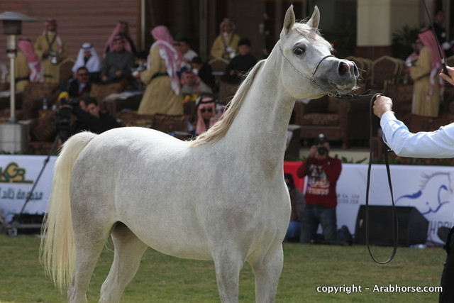 Al Khalediah Arabian Horse Festival Day 2