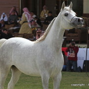 Al Khalediah Arabian Horse Festival Day 2