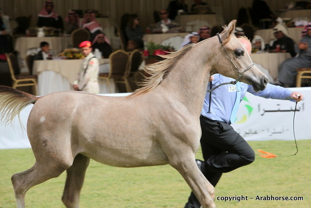 Al Khalediah Arabian Horse Festival Day 2