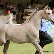 Al Khalediah Arabian Horse Festival Day 2