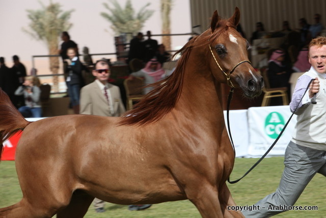 Al Khalediah Arabian Horse Festival Day 2