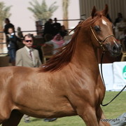 Al Khalediah Arabian Horse Festival Day 2