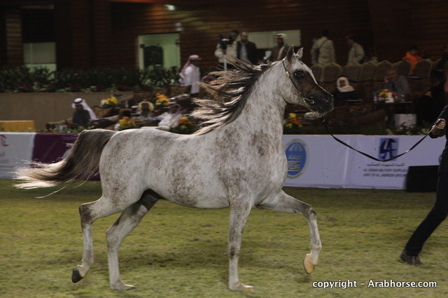 Al Khalediah Arabian Horse Festival Day 3