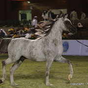 Al Khalediah Arabian Horse Festival Day 3