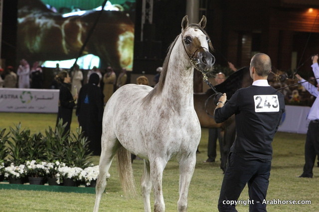 Al Khalediah Arabian Horse Festival Day 3