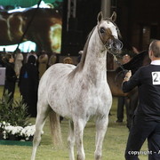 Al Khalediah Arabian Horse Festival Day 3