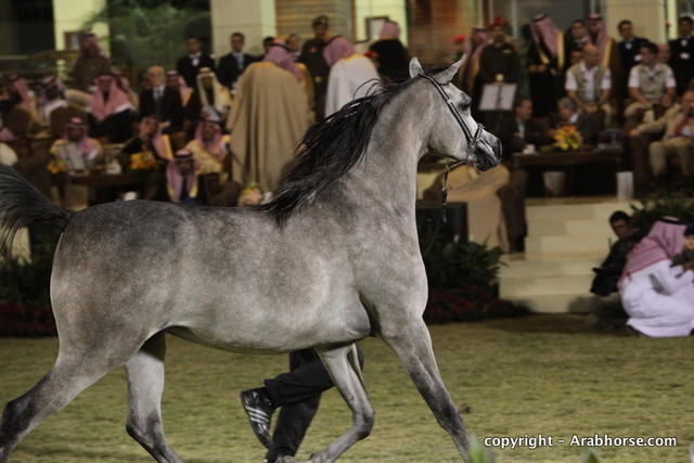 Al Khalediah Arabian Horse Festival Day 3