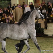 Al Khalediah Arabian Horse Festival Day 3