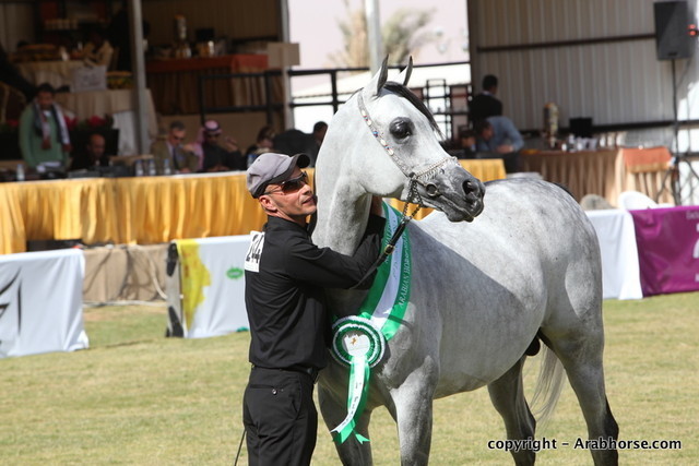 Al Khalediah Arabian Horse Festival Day 3